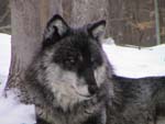 Nira, now the Pack's beta male, taken 2/23/2003 (c) Marty Huth